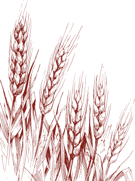 filigrane blé